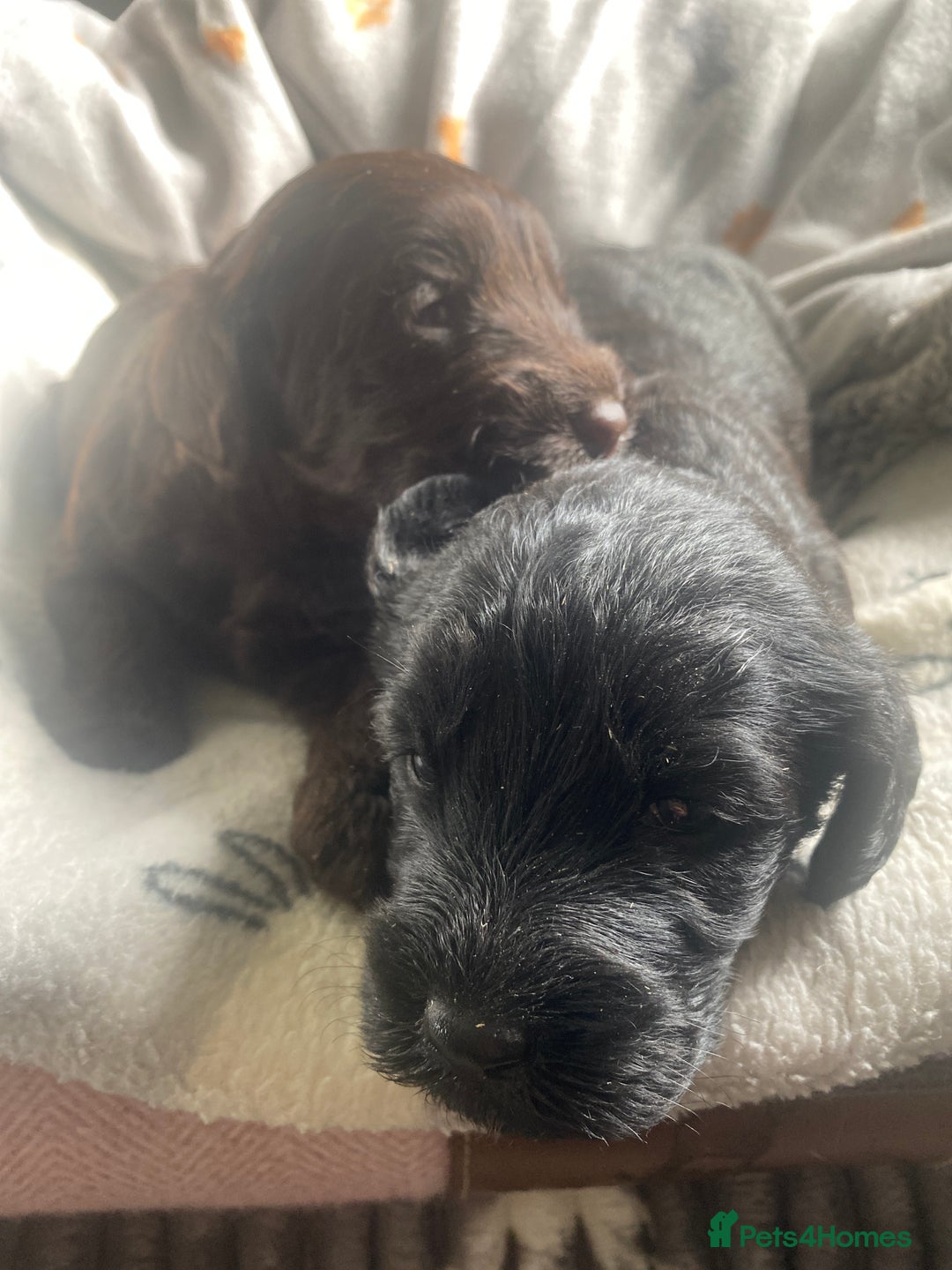 Mixed Breed dogs for sale: pudel pointers - Image 3