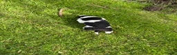 Border Collie dogs for sale: Adorable Border Collie puppies  - Advert 13