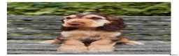 Cocker Spaniel dogs for sale: Quality KC Registered Show Cocker spaniel pippies - Advert 18