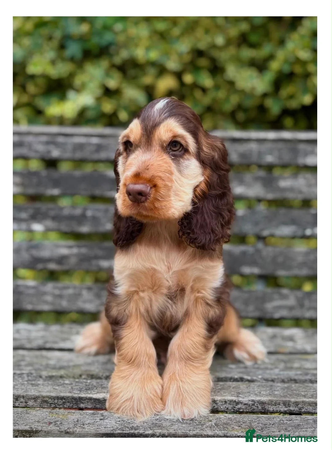 Cocker Spaniel dogs for sale: Quality KC Registered Show Cocker spaniel pippies - Advert 18