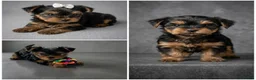 French Bulldog dogs for sale: Yorshire - Advert 4