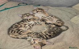 Bengal cats for sale: Bengal Kittens  - Image 12