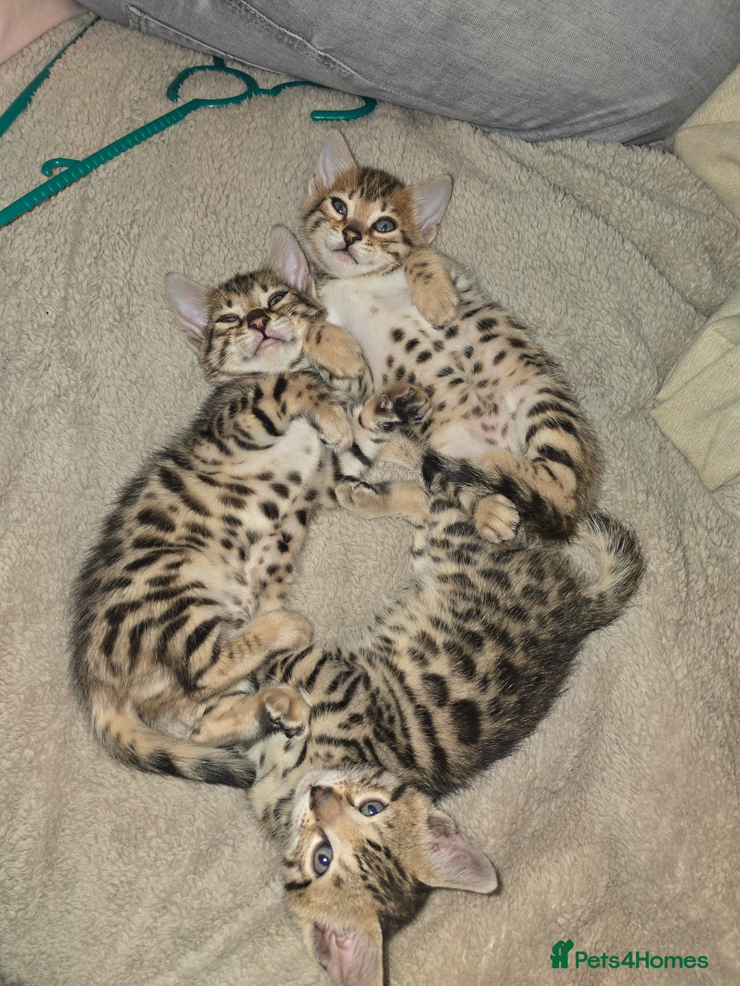 Bengal cats for sale: Bengal Kittens  - Image 12