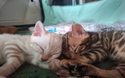 Bengal cats for sale: STUNNING PEDIGREE BENGAL KITTENS  - Image 7
