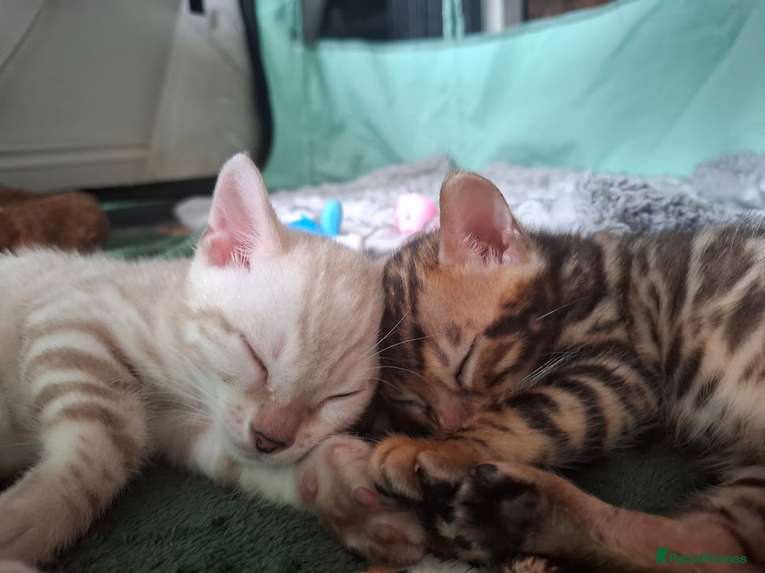 Bengal cats for sale: STUNNING PEDIGREE BENGAL KITTENS  - Image 7
