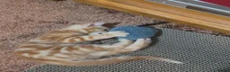 Mixed Breed cats for sale: Ginger boy and girl  - Advert 4