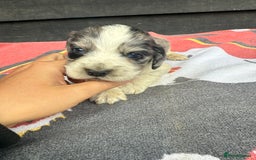 Cocker Spaniel dogs for sale: Cocker puppy 1 bitch left 3 boys  - Image 5
