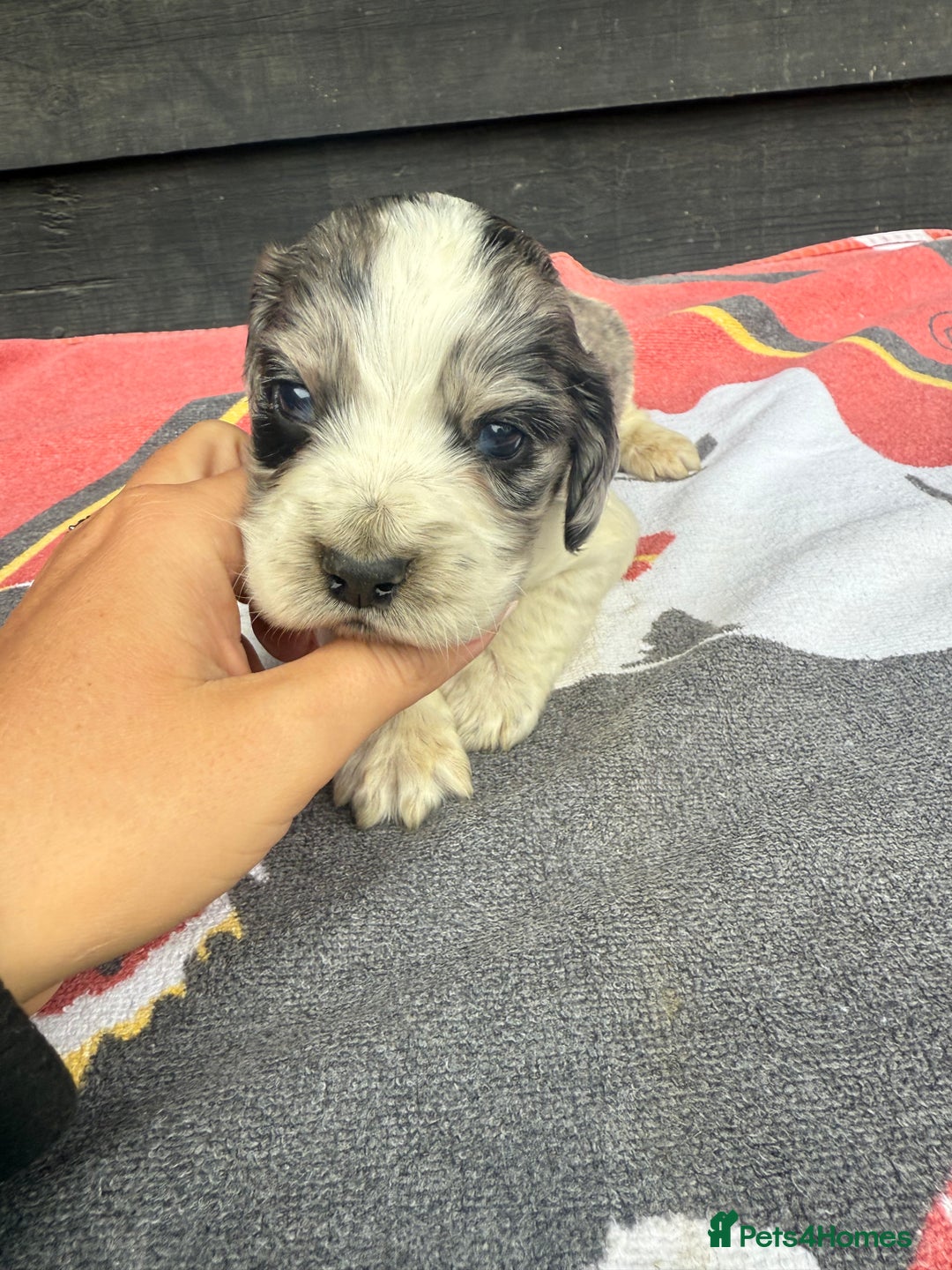 Cocker Spaniel dogs for sale: Cocker puppy 1 bitch left 3 boys  - Image 5