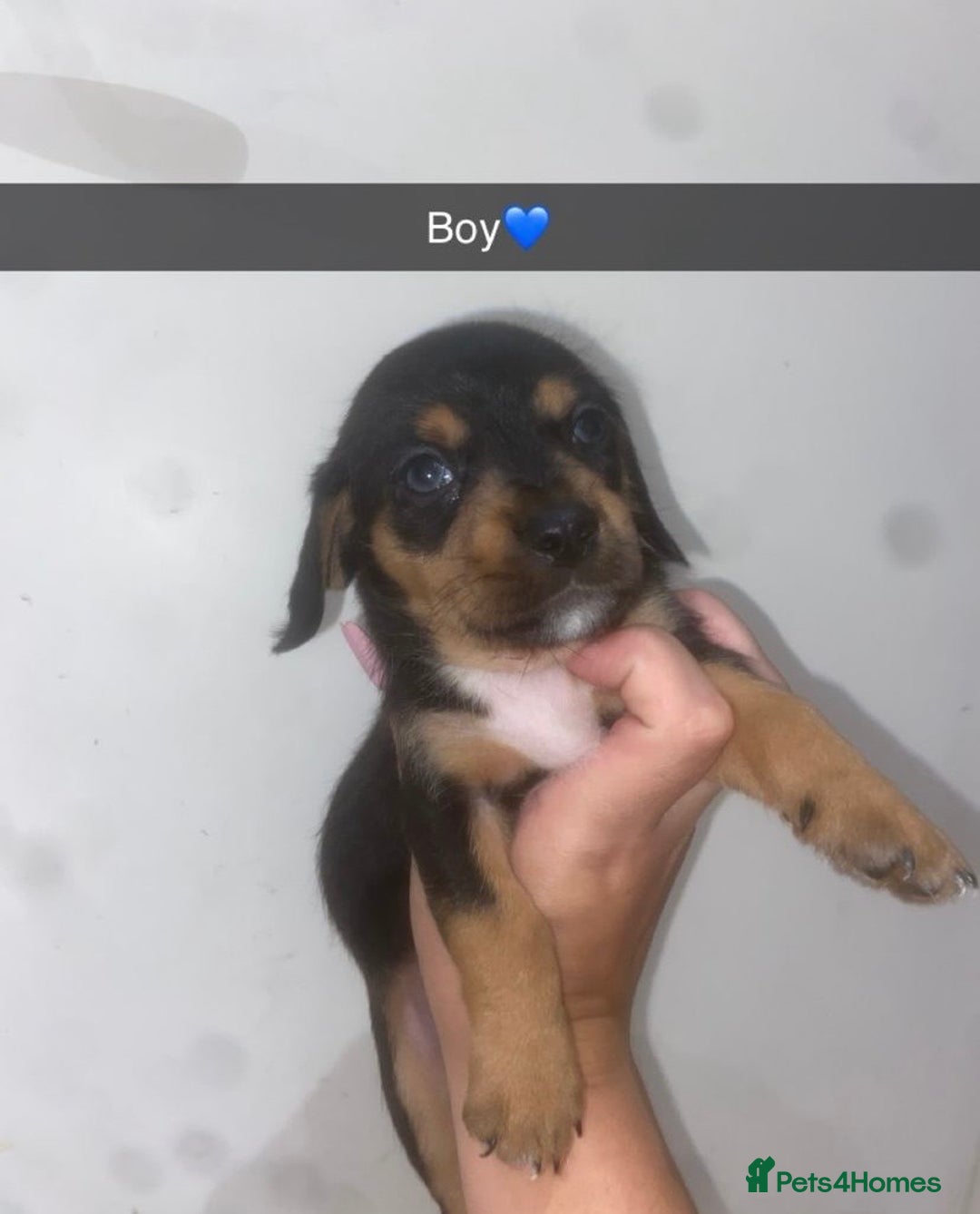 Mixed Breed dogs for sale: Dachshund x Jack Russell  - Image 3