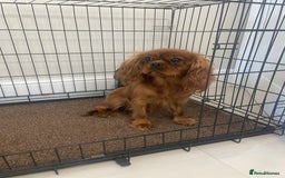 Cavapoo dogs for sale: Cavapoo puppy - Image 8