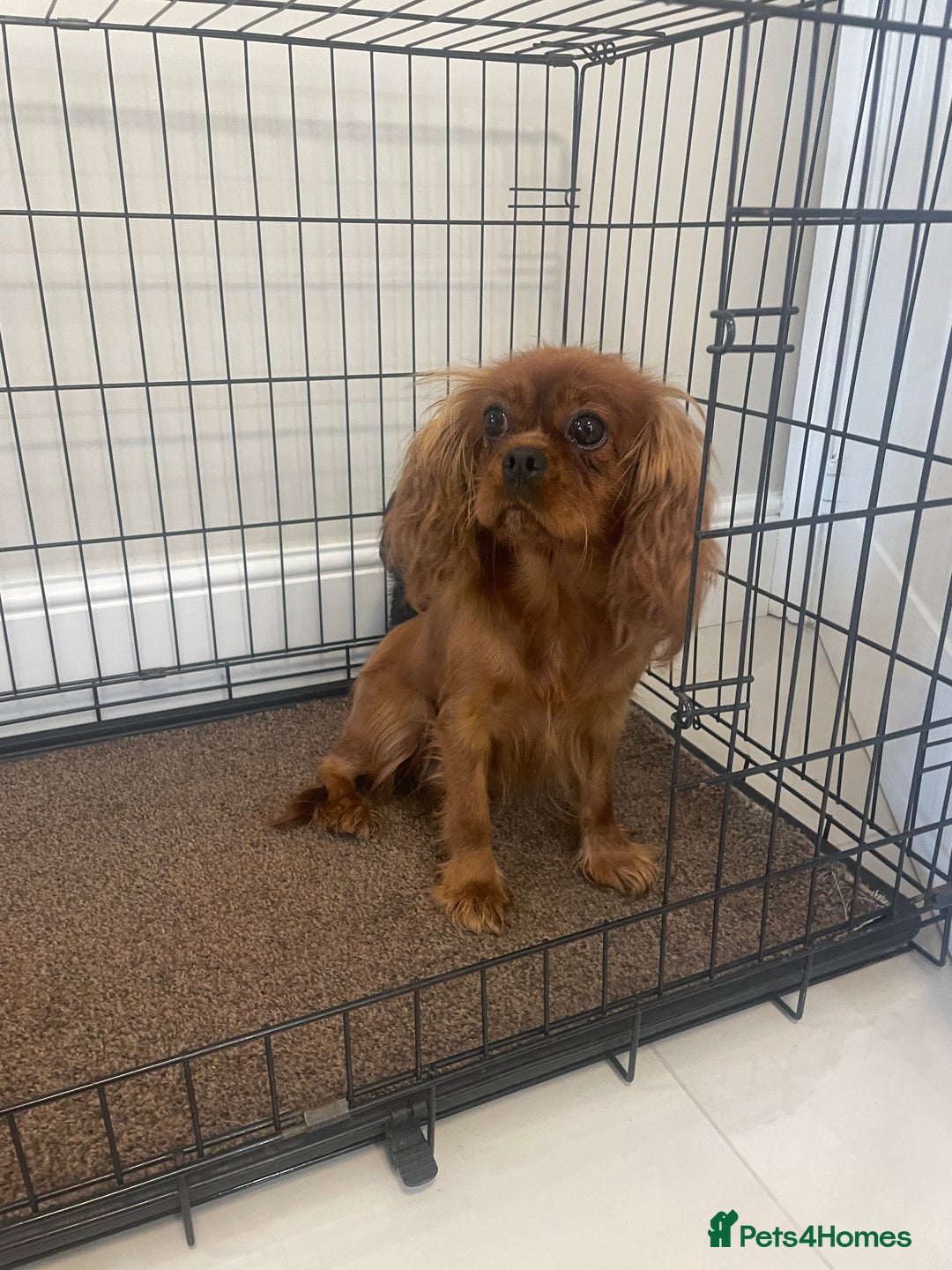Cavapoo dogs for sale: Cavapoo puppy - Image 8
