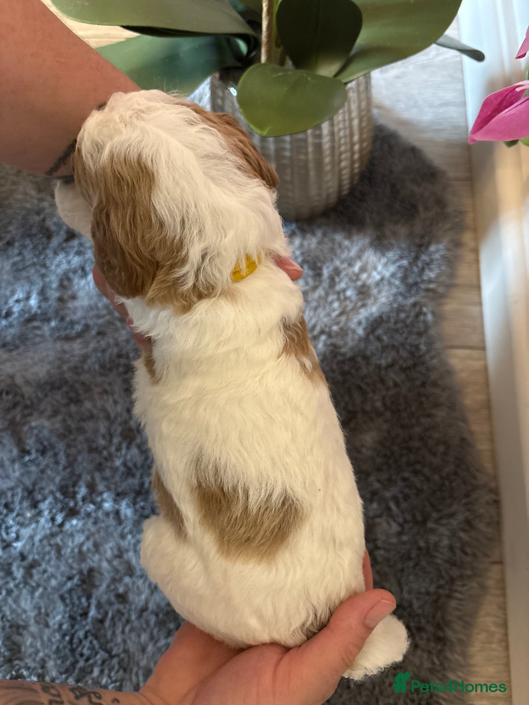 Double Doodle dogs for sale: Parti Double Doodles🐾  - Advert 29