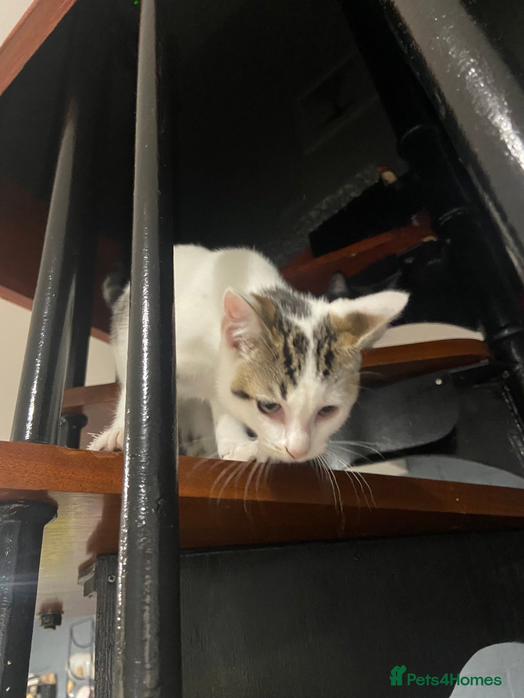 Mixed Breed cats for sale: 13+ week old Kitten  - Image 2