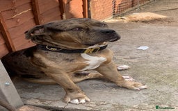 American Bulldog dogs for sale: Jhonson American Bulldog Merle Male (Kayos)  - Image 3
