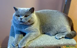 British Shorthair cats for sale: CHAMPION LINES TICA REGISTERED ACTIVE BI BSH GIRLS - Image 22