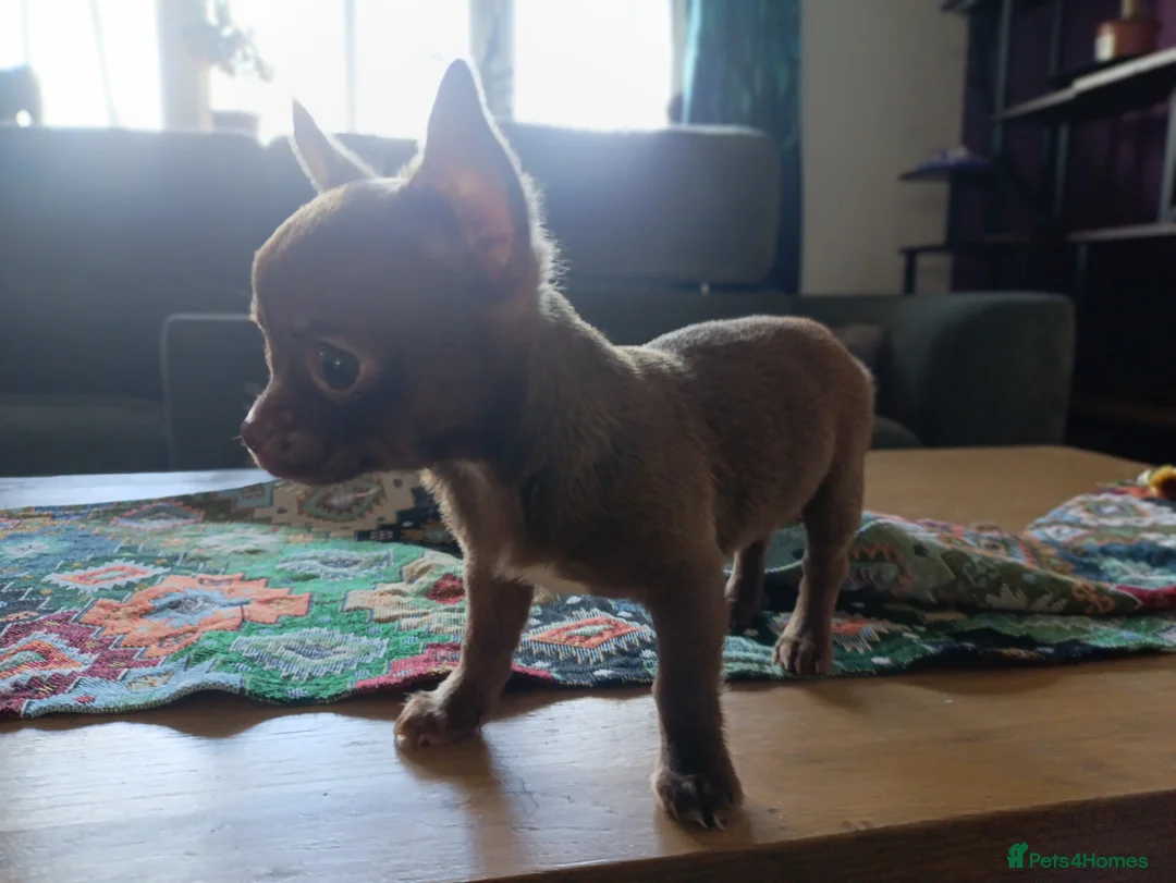 Chihuahua dogs for sale: please read description - Advert 10