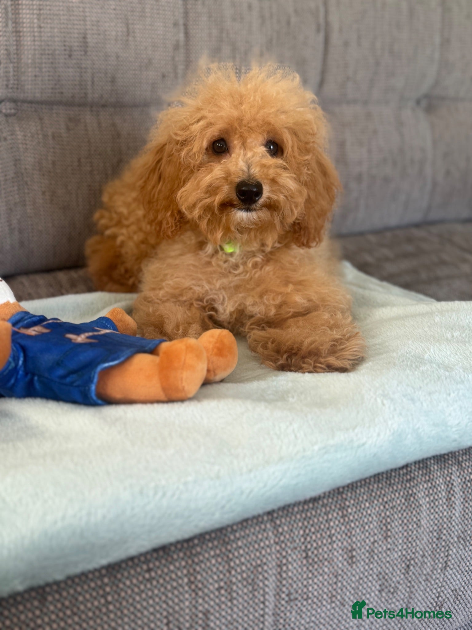 Cavapoo dogs Tiny teddy cavapoochon’s Now Available  - Advert 1