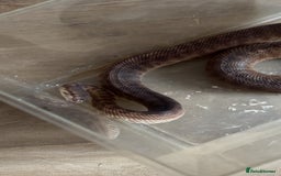 Python Snake reptiles for sale: Children's Python - Image 1