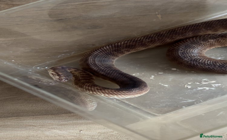Python Snake reptiles - Advert 1