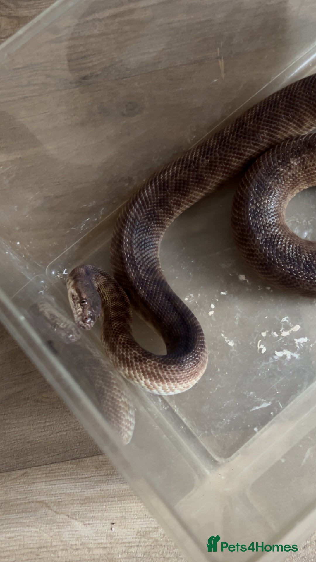 Python Snake reptiles for sale: Children's Python - Image 1