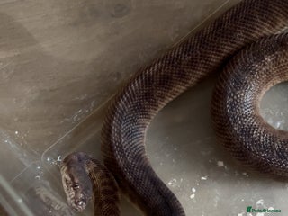 Python Snake reptiles - Advert 17