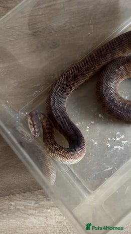 Python Snake reptiles - Advert 3