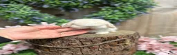 Mini Lop rabbits for sale: ⭐ FRIENDLY BABY MINI LOPS ⭐  - Advert 13