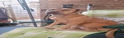 Mixed Breed dogs for sale: Staff x lab in Newport - Advert 4