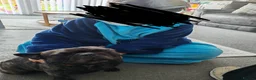 French Bulldog dogs for sale: 2 year old male kc reg French bulldog - Advert 5