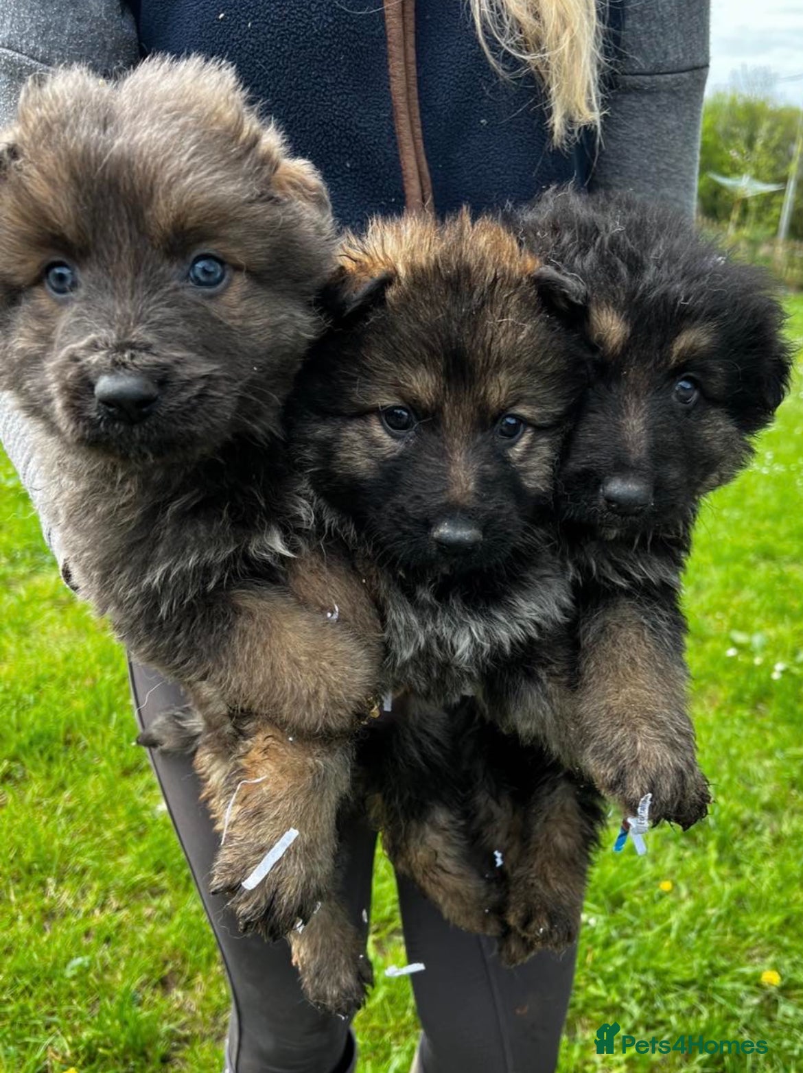 German Shepherd dogs German shepherd puppies  - Advert 16