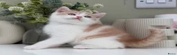 British Shorthair cats for sale: Stunning British Shorthair kittens  - Advert 7