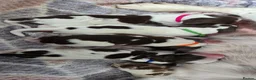 Sprocker dogs for sale: Sprocker Spaniels  - Advert 13