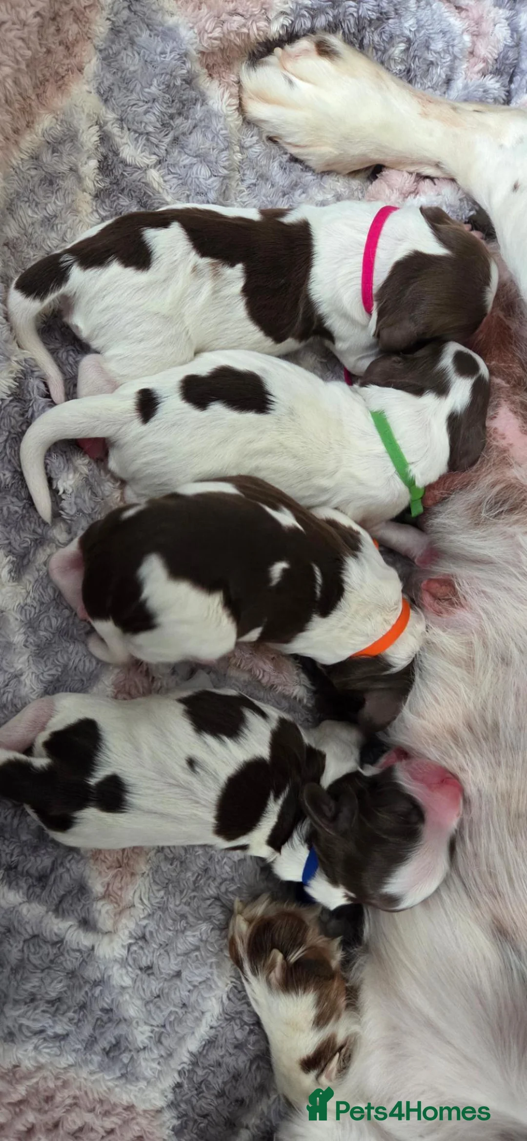 Sprocker dogs for sale: Sprocker Spaniels  - Advert 13