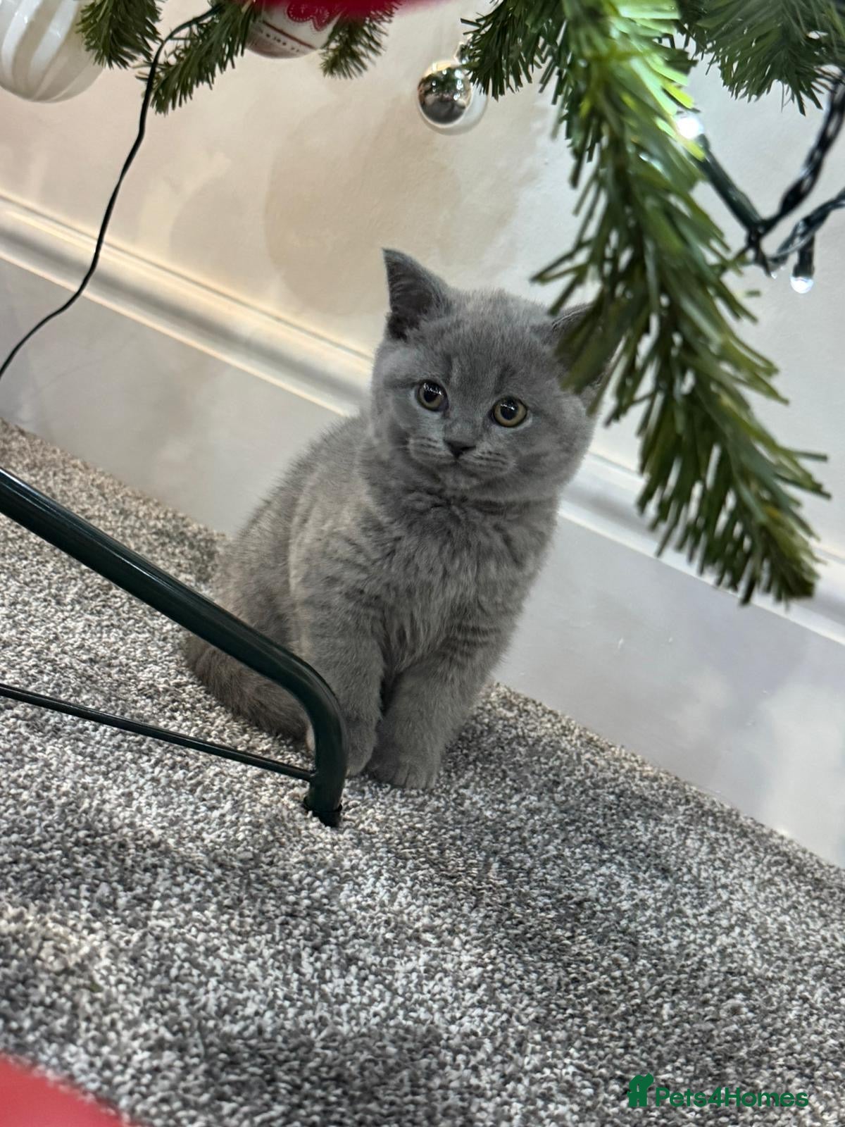British Shorthair cats 2 beautiful girls British blue  - Advert 1