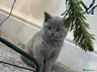 British Shorthair cats 2 beautiful girls British blue - Advert 2