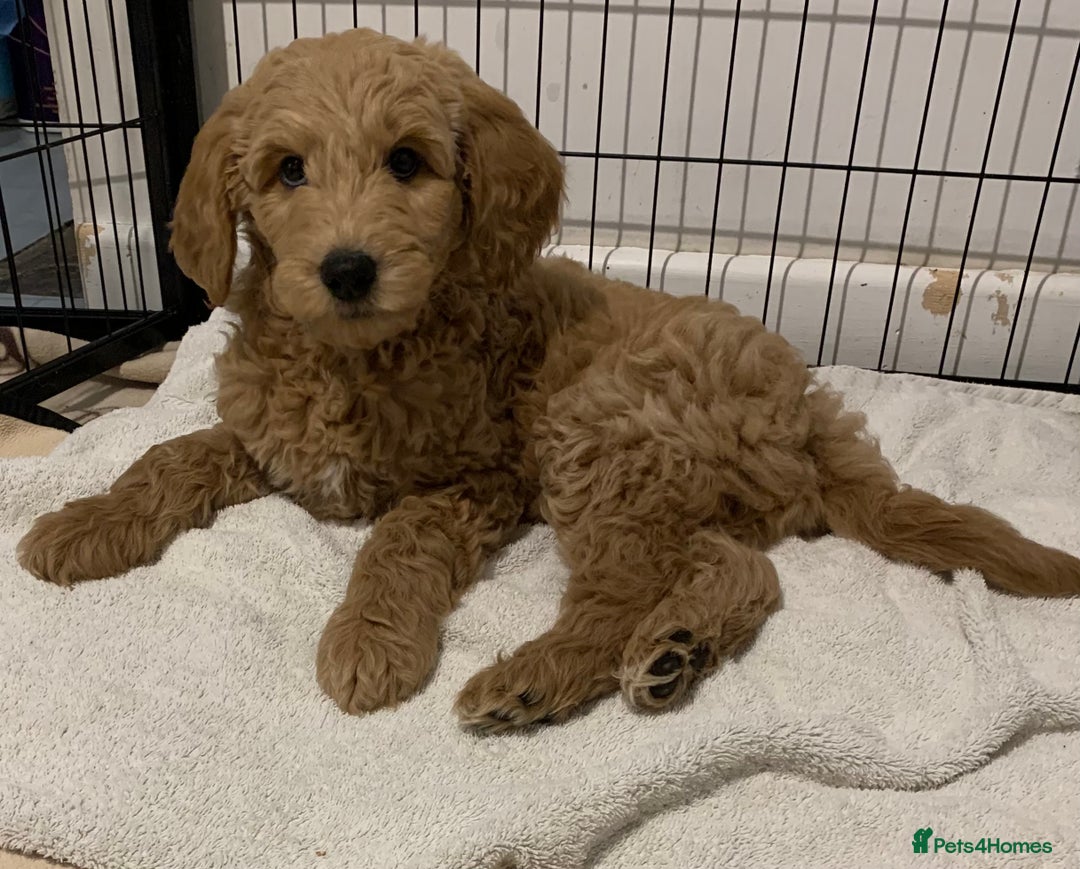 Goldendoodle dogs for sale: LAST TWO Gorgeous Goldendoodles (F1B) READY NOW! in Newcastle Emlyn - Image 11