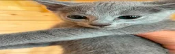 Russian Blue cats for sale: Stunning Russian Blue Kitten – TICA Pedigree in Hounslow - Advert 5