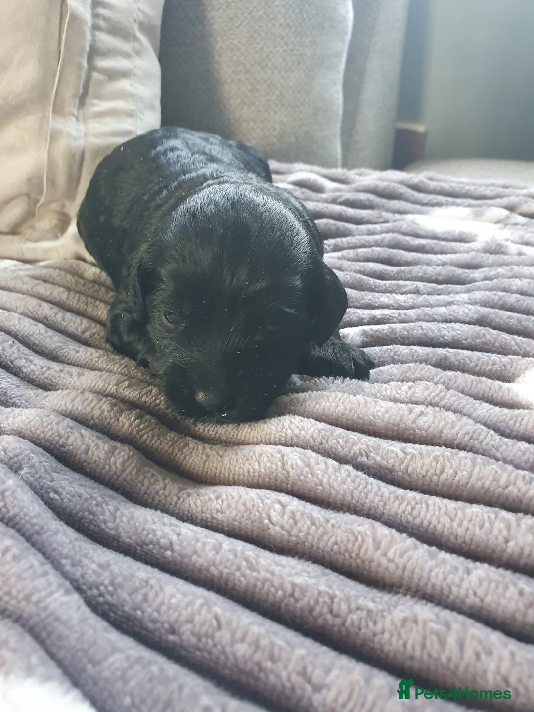 Cockapoo dogs for sale: cockapoo f1b puppies - Advert 8