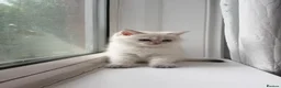 British Longhair cats for sale: Exquisite British Kittens – Golden & Colourpoint  - Advert 12