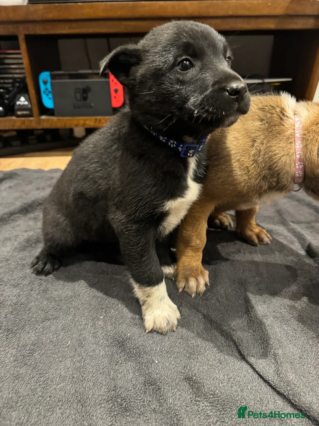 Mixed Breed dogs for sale: READY NOW Border Collie x Belgian Malinois Pups - Advert 8