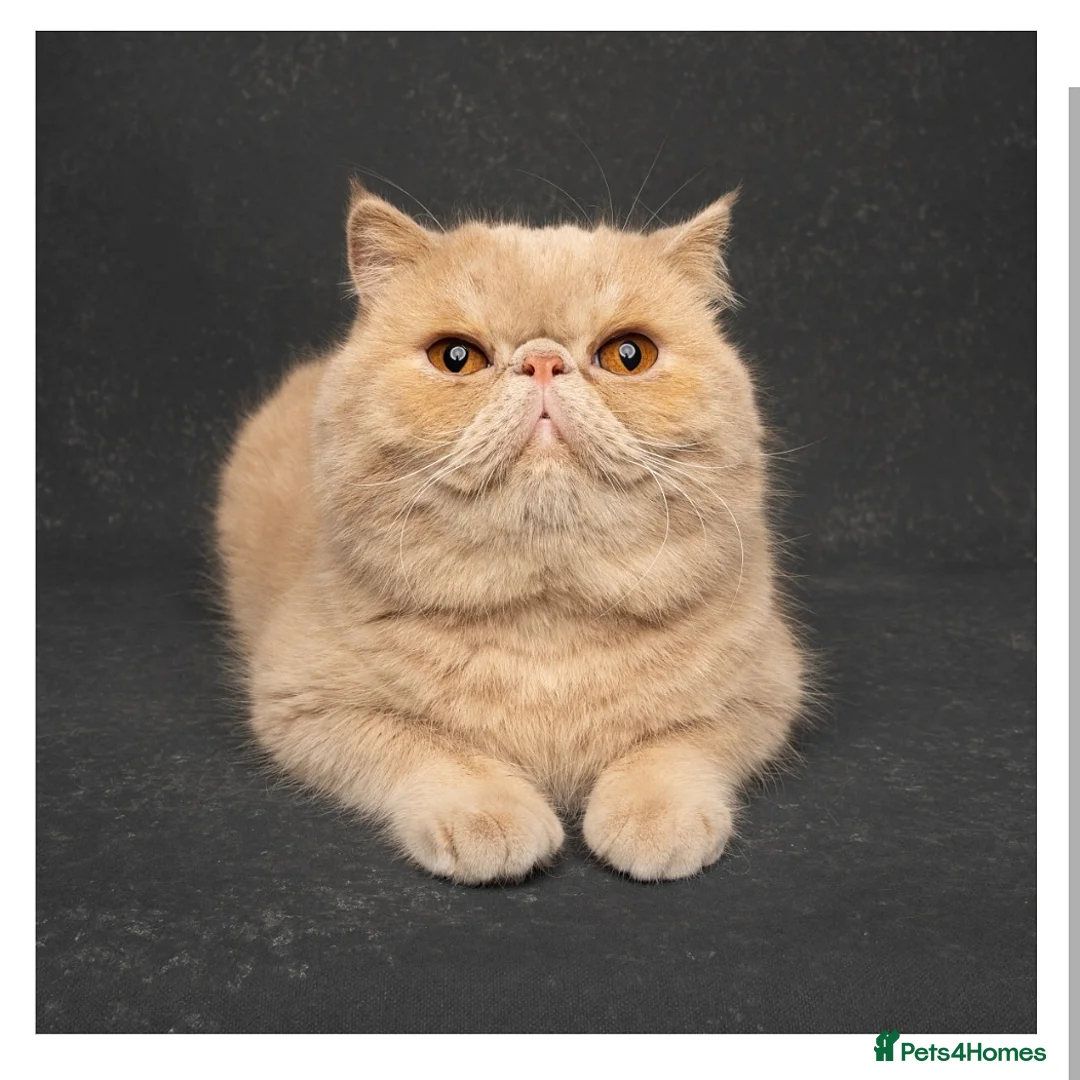 Exotic cats for stud: Fife champion 🏆 for stud  in Tadworth - Advert 2