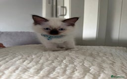 Ragdoll cats for sale: 3 Female Purebred Ragdoll Kittens - Image 9