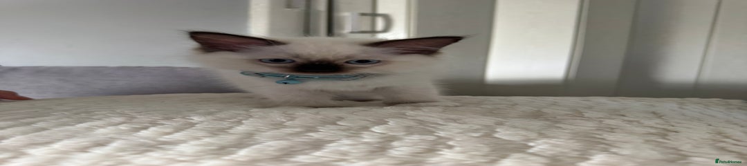 Blue collar Ragdoll Kitten 