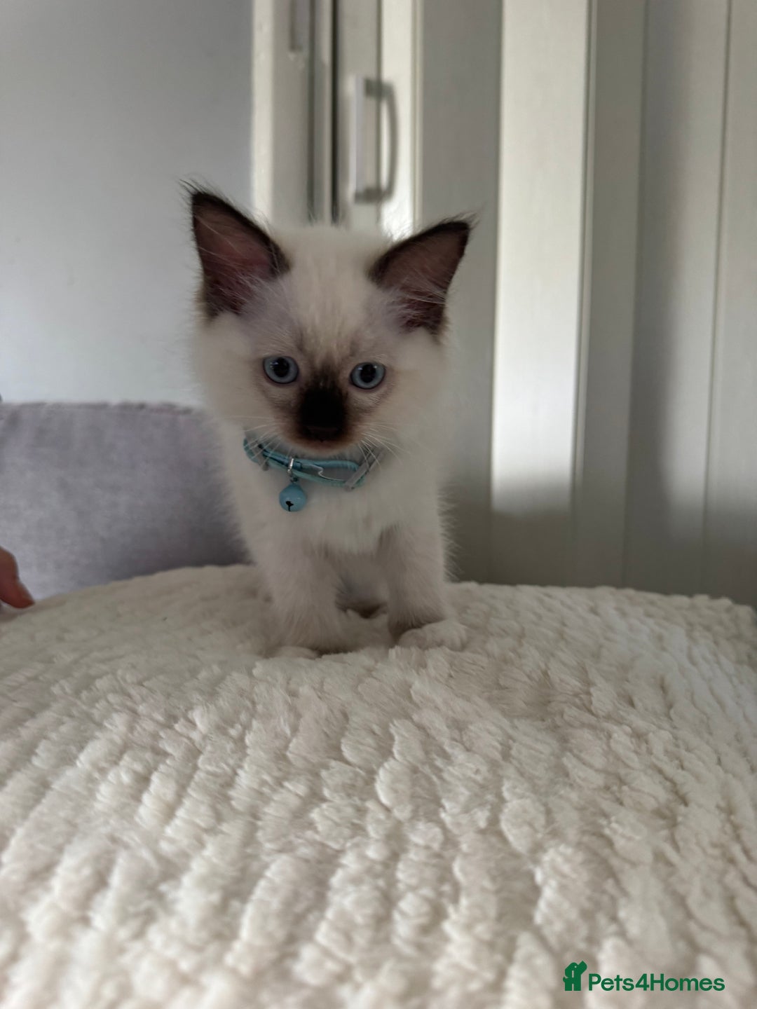 Ragdoll cats for sale: 3 Female Purebred Ragdoll Kittens - Image 9