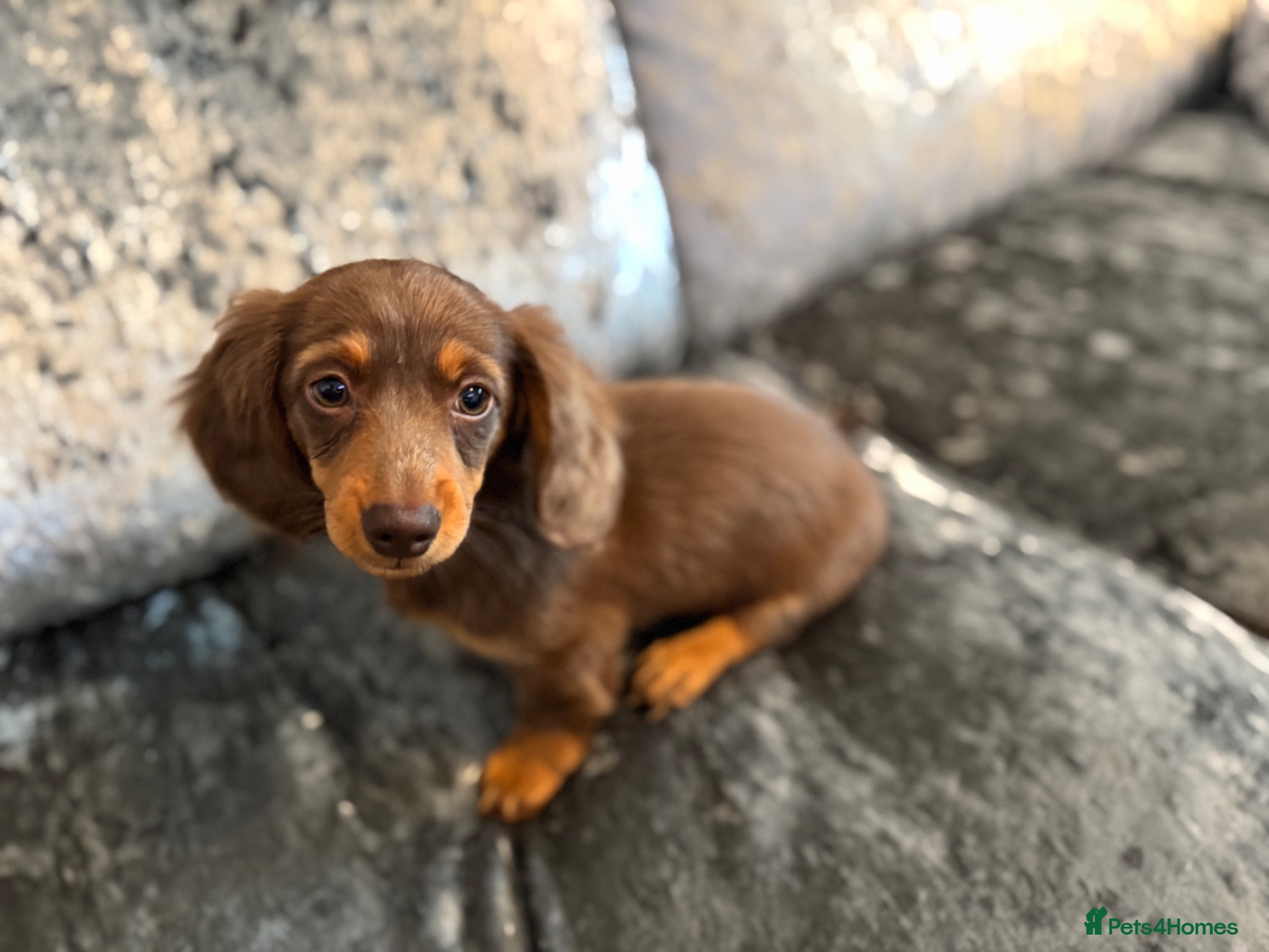Miniature Dachshund dogs for sale: Miniature Long hair dachshund puppies  - Advert 4