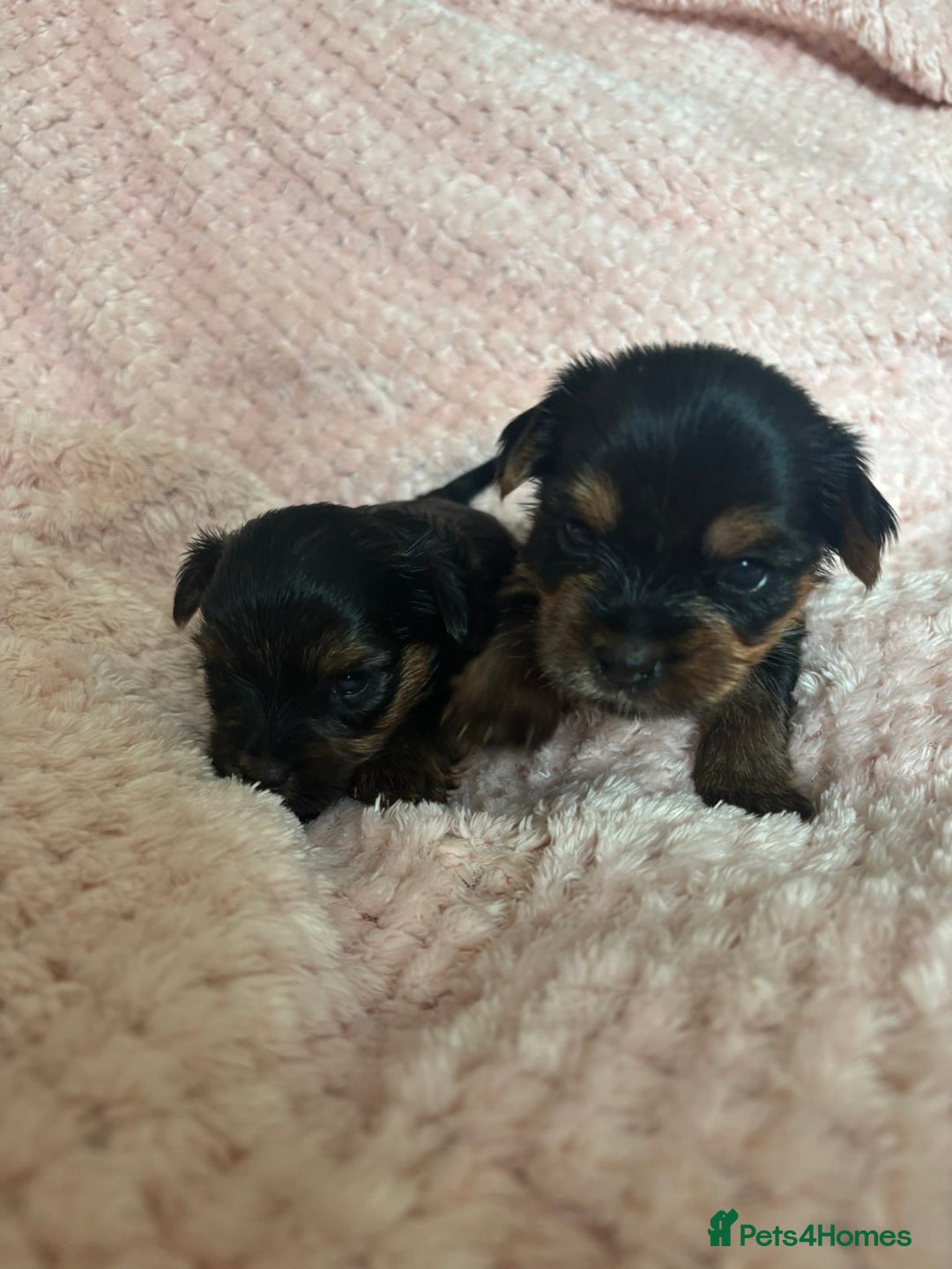 Yorkshire Terrier dogs for sale: Miniature Yorkshire Terrier Puppies  - Image 15