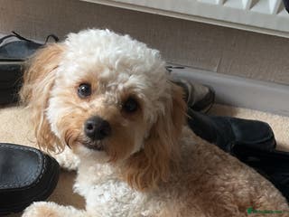 Cavapoo dogs Meet Alfie. A cavapoo looking for a mate - Advert 1