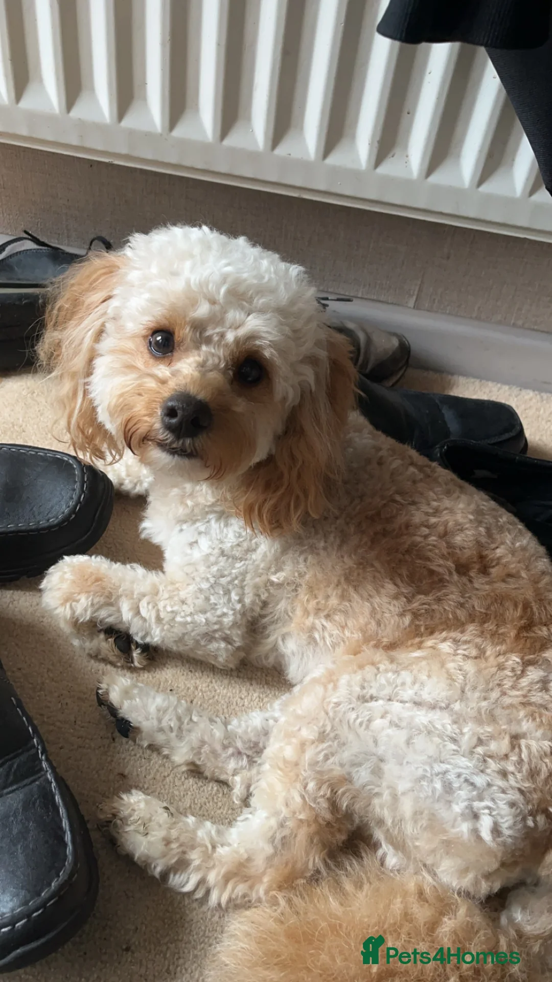 Cavapoo dogs for stud: Meet Alfie. A cavapoo looking for a mate - Advert 1