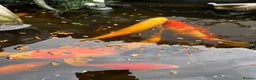 Koi Carp fish for sale: Koi carp x 4 1 grass carp 2 tri goldfish 7 fish  - Advert 8