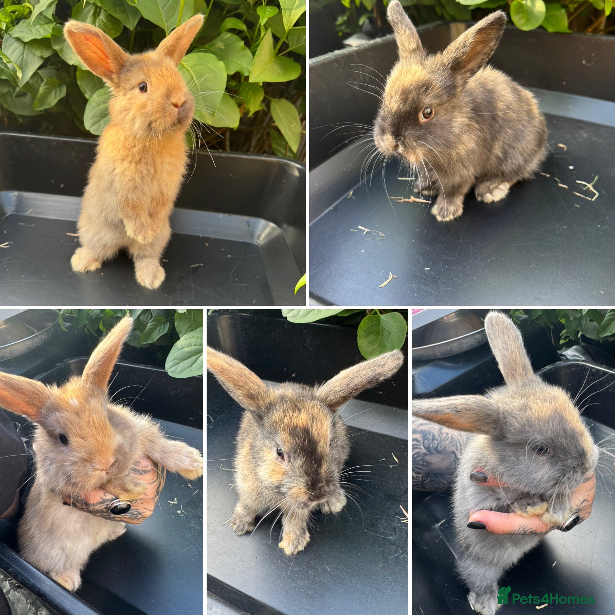 Harlequin rabbits Gorgeous harlequin mini lops - Advert 1